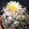 coryphantha_andrae